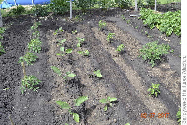На этом фото показано баклажаны и полив по канавкам.А с правой стороны перец горький.