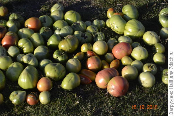 А эти томаты последний сбор