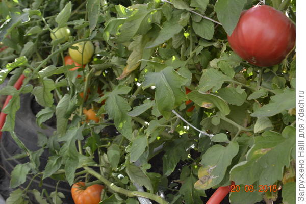 А на этих фото плоды томатов.