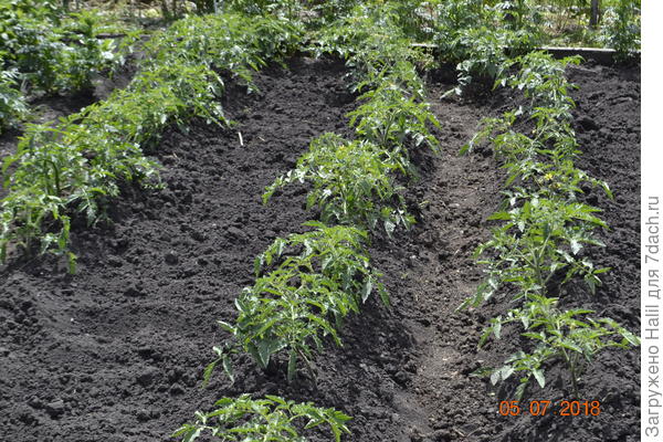 Вот так у меня растут томаты в открытом грунте