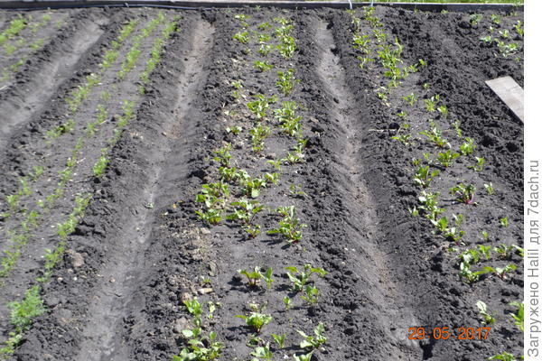 Вот здесь растет морковь и свекла,поливаю по бороздкам(по канавкам)