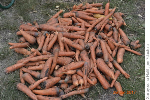 У меня вот такая морковь.