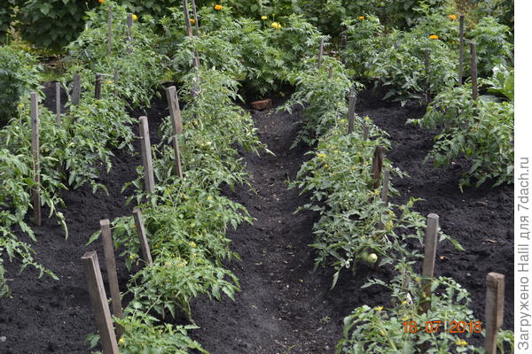 А так выращиваю помидоры и поливаю по бороздкам