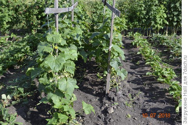Вот так выращиваю огурцы на шпалере.