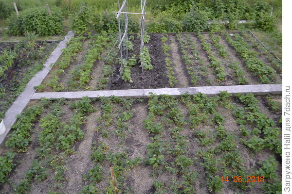 Вот на фото,хочу убрать до бетонной дорожки и посадить чеснок осенью под зиму.