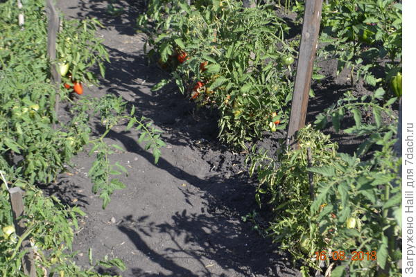 Вот так растут в открытом грунте,и поливаю по бороздкам(по канавкам)