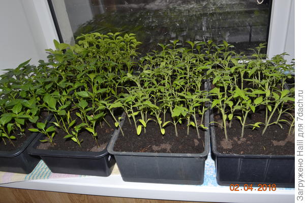 При посева семян в ящички кладу грунт до половины и по мере роста рассады досыпаю грунт до полноты ящичков.Не пикирую до высадки в открытый грунт.