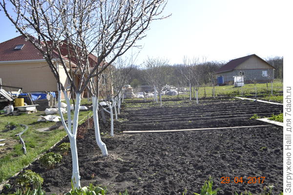 По беленые деревья.