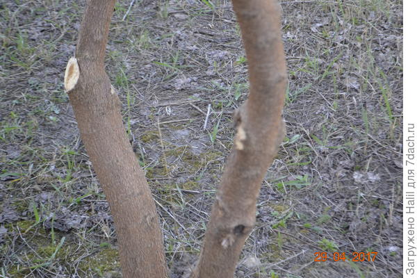 Вот деревья соседа,мы посадили деревья в один год,я белил,а он не белил и разницы не замечал.