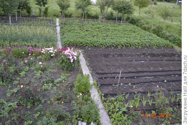 Общий вид огорода.
