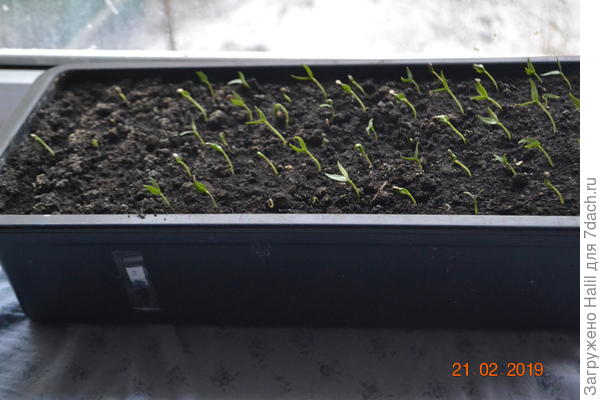 А это посеял 15 февраля.
