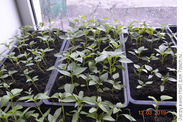 Вот так растут мои рассады,перцы.