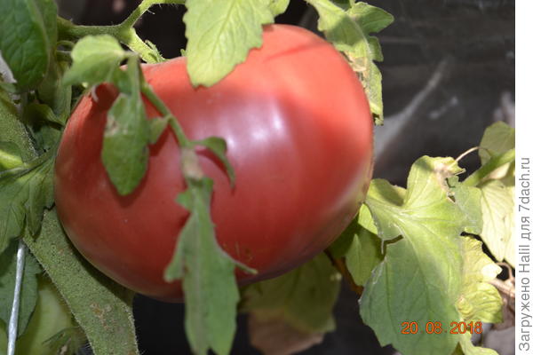 Применяю для подкормки только навоз-перегной.