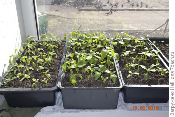 Листочки опустились вниз просят воды.