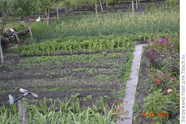 Вот общий вид огорода.