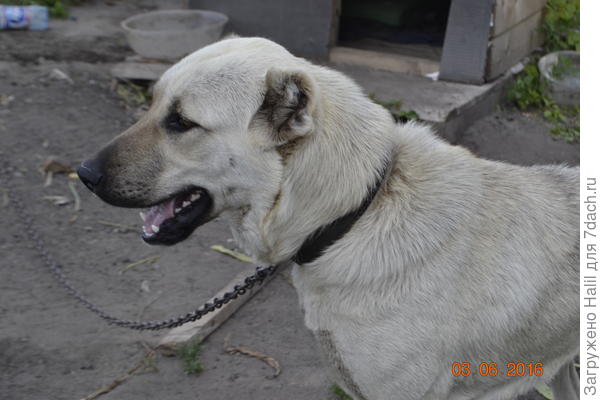 Собачку зову Герда породы &amp;quot;Алабай&amp;quot;