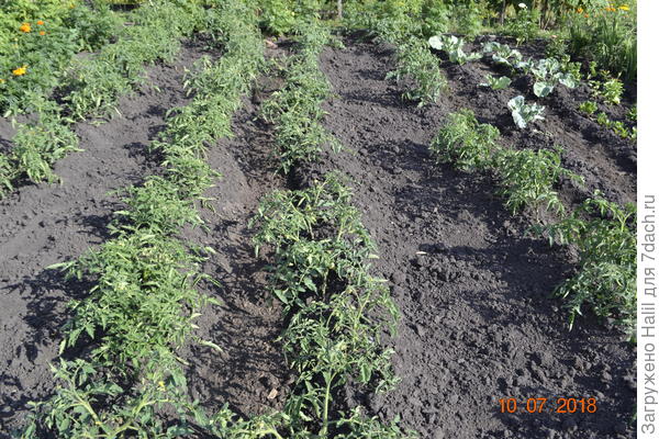 вот так растут помидоры,и поливаю по бороздкам.