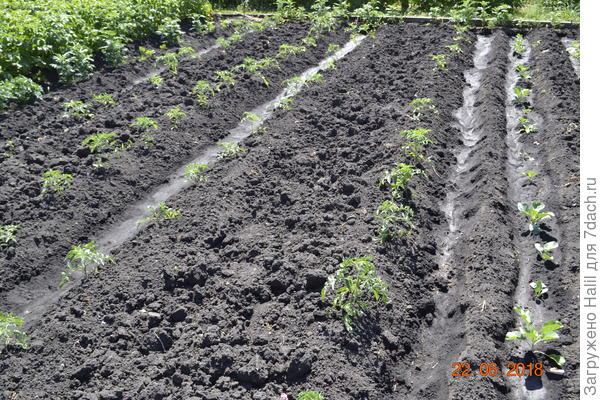 Вот так по бороздкам поливаю.