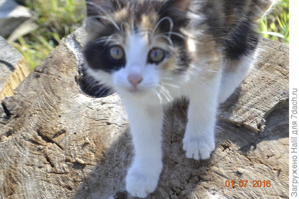 Кошка трехцветная,ловит в огороде мышей.
