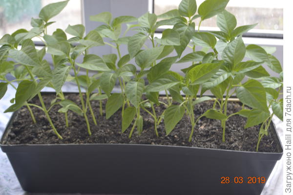 А это перцы горькие стручковые.