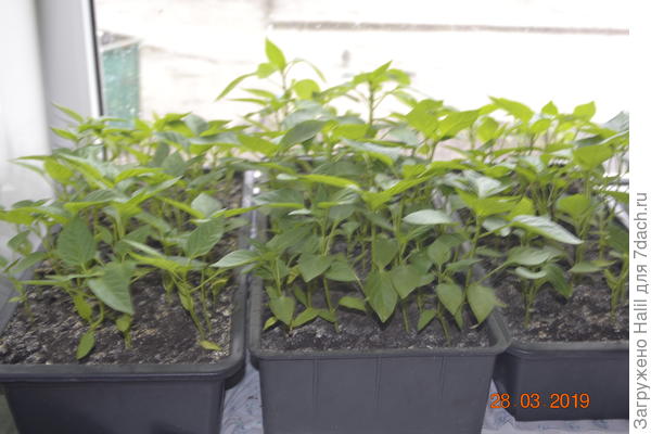 Перец сладкий.