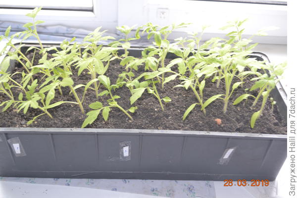 Вот так растут.