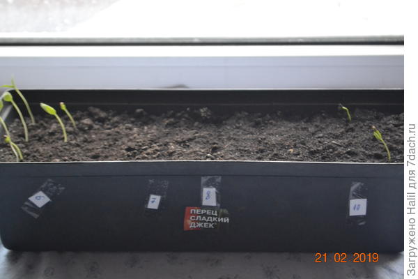 Вот пример,покупные семена перец сорт "Джек" ни одно семена не взошло.