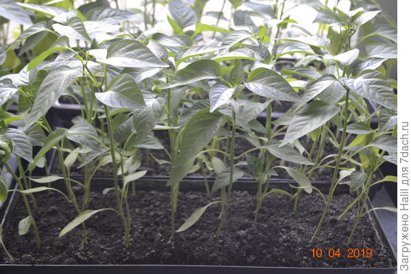 Применяя торф почва становиться  рыхлый.