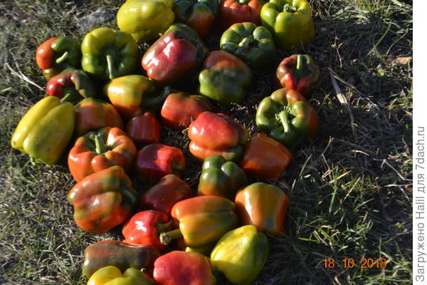 Это урожай перцев.