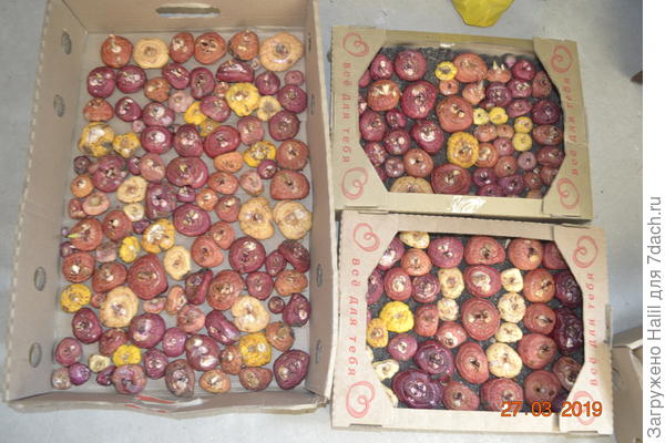 Гладиолусы проращиваю.