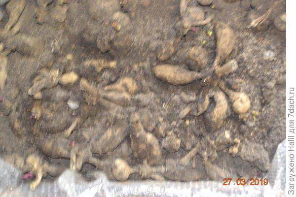 Георгины проращиваю.