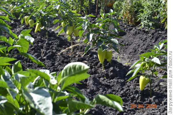 Вот так растут перцы.