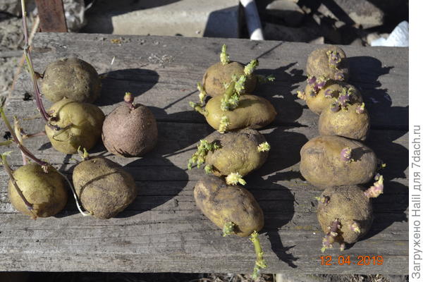 Вот картофель прорастил с левой стороны не понравились,их выбросил в компостную яму,а с правой стороны понравились,такие сажал.