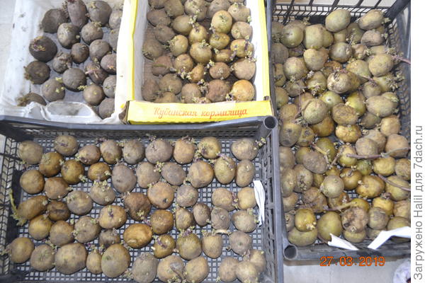 Вот так проращиваю картофель для посадки.