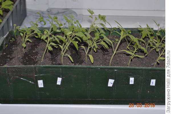 Вот рассада,с момента посева семян на рассаду и до высадки в открытый грунт ,рассаду ничем не кормлю и поливаю раз в неделю.