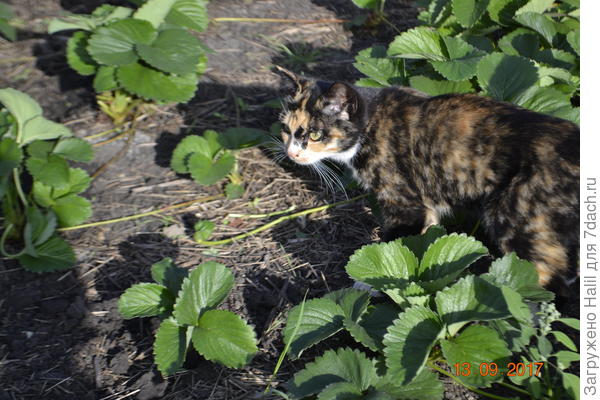 Вот наша кошка,трёхцветная,ловит мышей и ящериц,в огороде и в кладовке нет мышей.