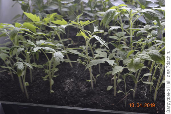 Вот на этом фото семена своего сбора.