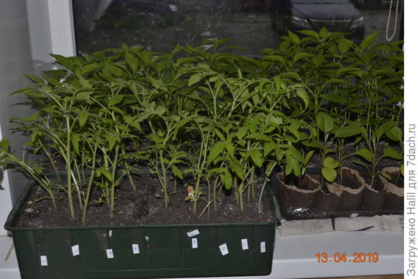 А здесь покупные семена разница простым взглядом заметно.