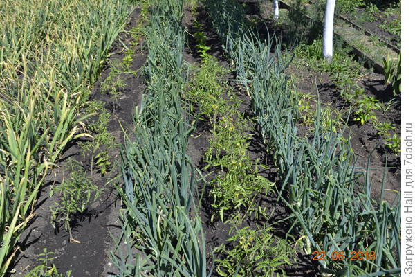 Вот так сажаю в чеснок и лук рассаду помидор.