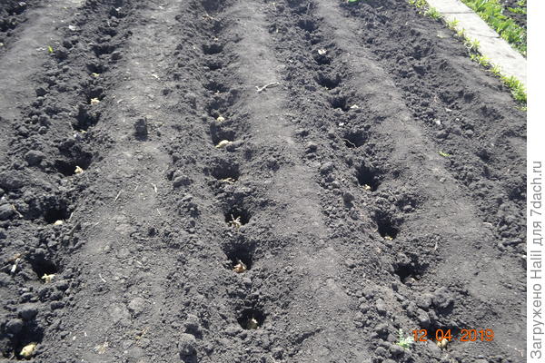 Вот так сажаю картофель.