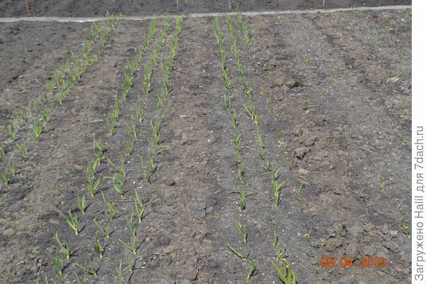 Вот озимый чеснок и лук,темная полоса замульчировал навозом-перегноем,а светлая полоса свежий навоз весной туда посажу рассаду перца и помидор.