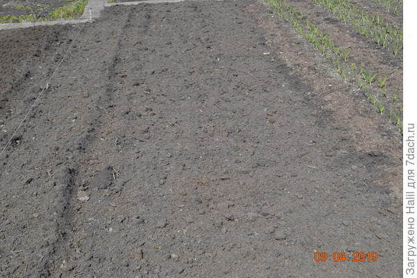 На этом фото посеял морковь,и свеклу,тоже замульчировал навозом-перегноем.