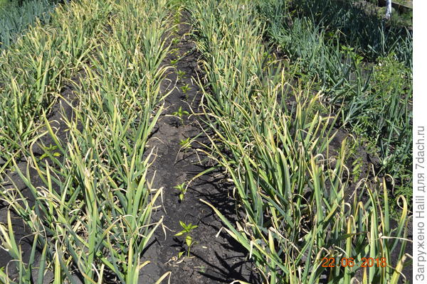 Здесь посажена рассада перца.