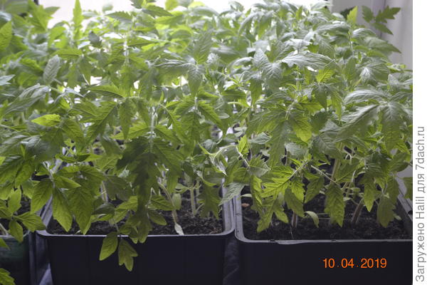 Вот так они растут