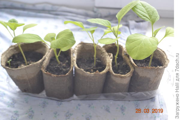 Вот мои баклажаны.