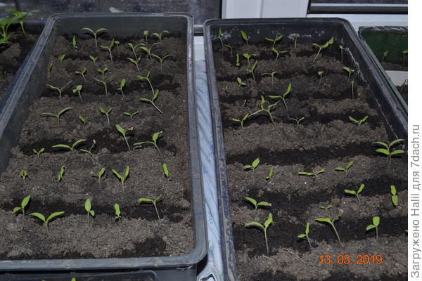 А на этом фото рассада только всходить и видно полив по бороздкам.