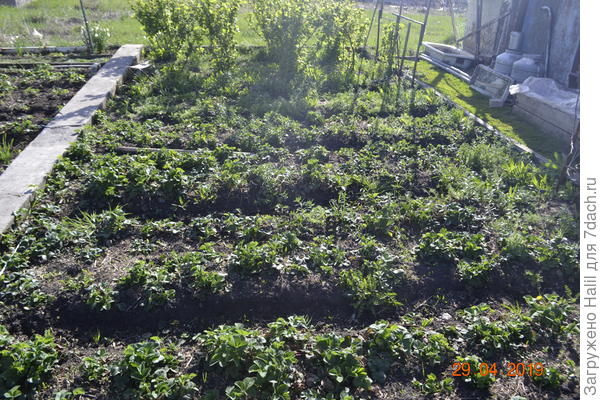 Вот на фото с правой стороны видно два фляги, в эти фляги замачиваю остатки после зимы чеснок, лук и острый перец, она там находится на солнце всё лето, а раствор беру по необходимости и распыляю.А во второй фляги замачиваю хлебные остатки, получается дрожжевая настойка, им поливаю огурцы и те растения кому нужно дрожжевая вода.