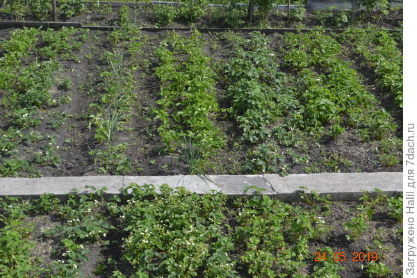 Вот тоже сгущенность,уже 31 мая обрезал,как сфотографирую выставлю фото.