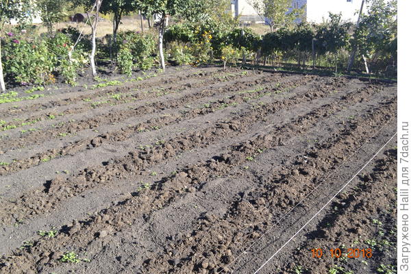 Вот осенью 2018 года сажал озимый чеснок и лук,темная полоса посажен чеснок и лук,замульчировал навозом-перегноем,а бугорки-это свежий навоз,в эту полосу весной посажу рассаду помидор и перца.