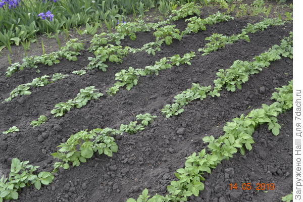 Вот так окучиваю